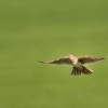Skrivan polni - Alauda arvensis - Eurasian Sky Lark o2704